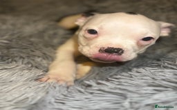 American Bully dogs for sale: perfect puppys - Image 14