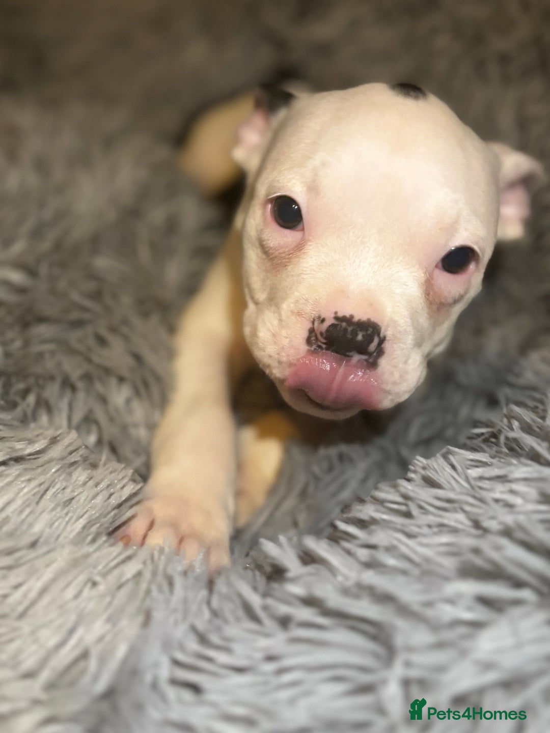 American Bully dogs for sale: perfect puppys - Image 14