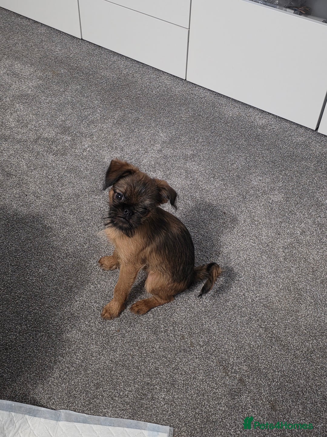 Griffon Bruxellois dogs for sale: Griffon Bruxellois KC registered - Advert 3