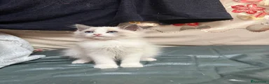 Ragdoll 2