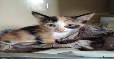 Mixed Breed cats - Advert 16