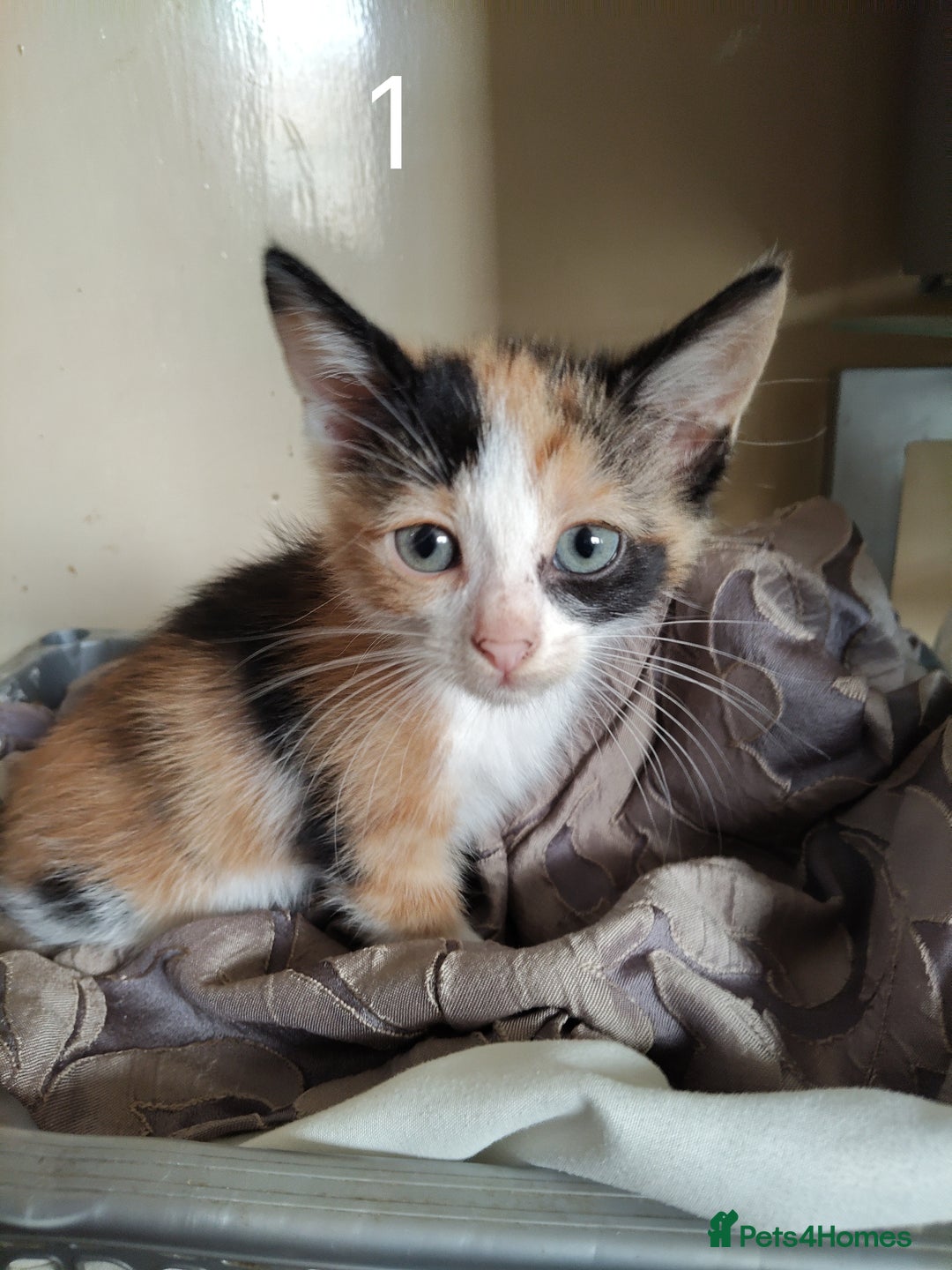 Mixed Breed cats for sale: Kitten for sale(20£) - Image 2