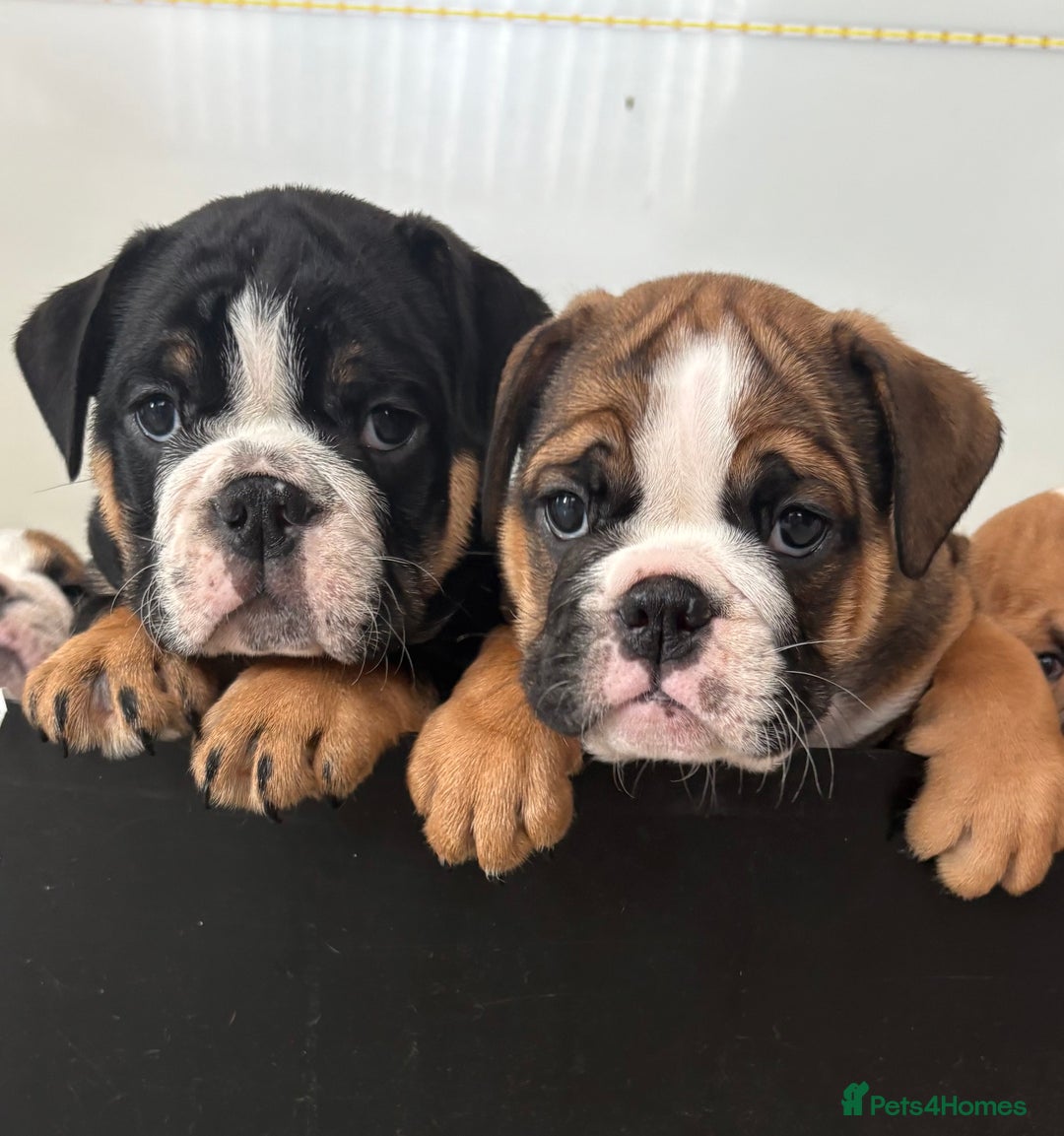 English Bulldog dogs for sale: English bulldog puppies  - Image 13