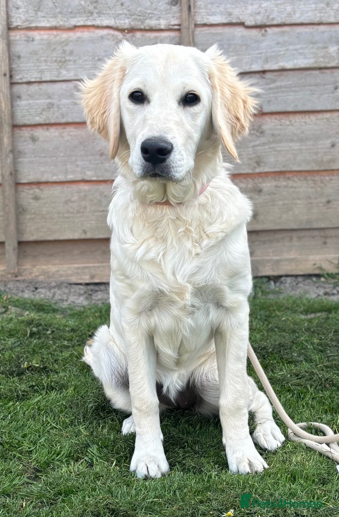 Goldendoodle dogs for sale: Goldendoodle puppies - Advert 3