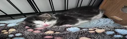 Mixed Breed cats for sale: 2 female mixed rag dolls  - Advert 9