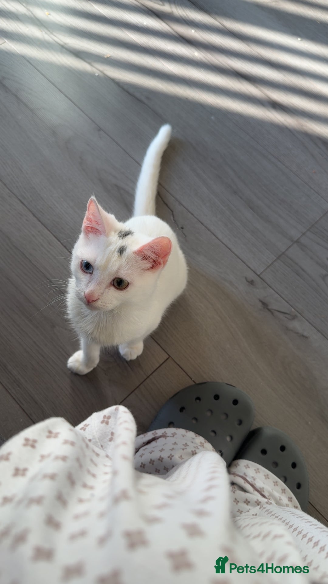 Domestic Shorthair cats for sale: 3 month old, white DSH kitten - Advert 5