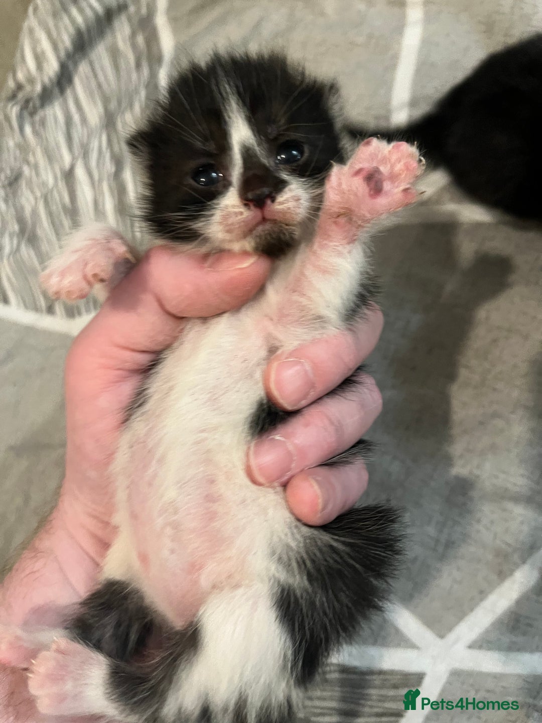 Mixed Breed cats for sale: Beautiful kittens for sale 🥰 - Advert 14