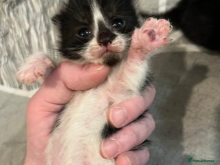 Mixed Breed cats Beautiful kittens for sale 🥰 - Advert 10