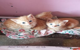 Domestic Shorthair cats for sale: beautiful kittens  - Image 5