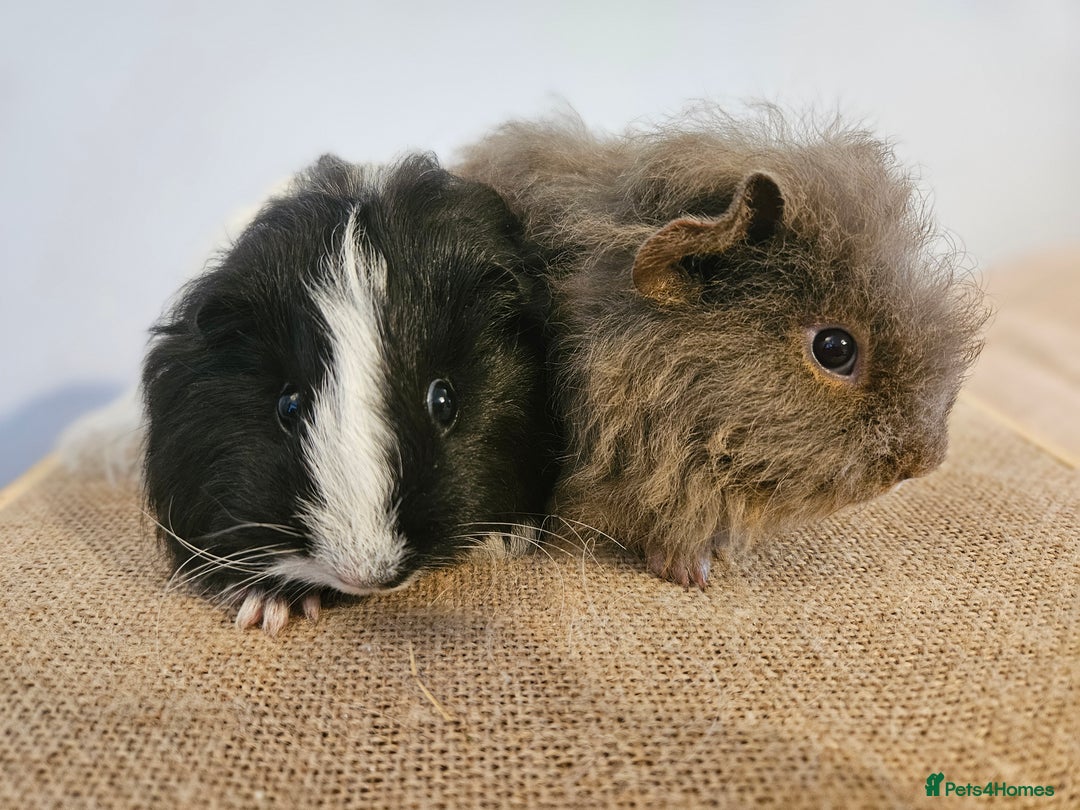 Guinea Pig rodents for sale: Pairs of baby female guinea pigs - Advert 2