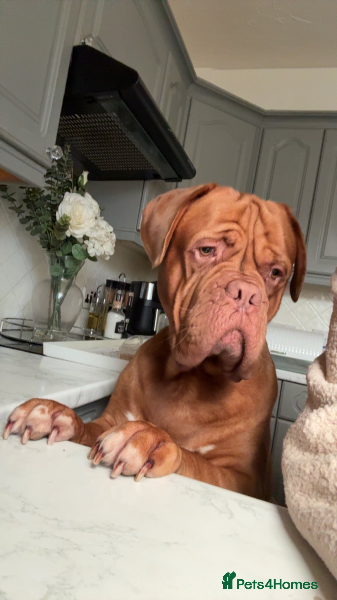 Dogue De Bordeaux dogs 💔 Experienced Home Needed for Hank 💔 - Advert 1