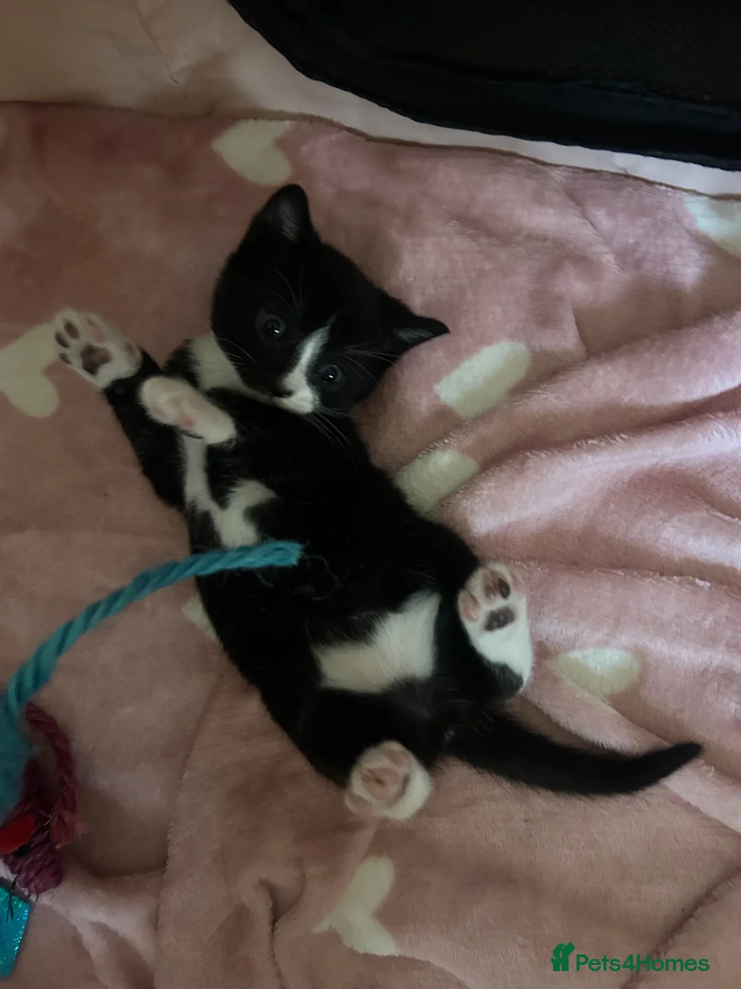 Mixed Breed cats for sale: Kittens for sale  in Richmond - Advert 1