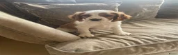 Cavapoo dogs for sale: Cavapoo puppies  - Advert 7