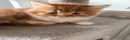 Mixed Breed cats for sale: Adorable fluffy ginger and white kittens - Advert 12