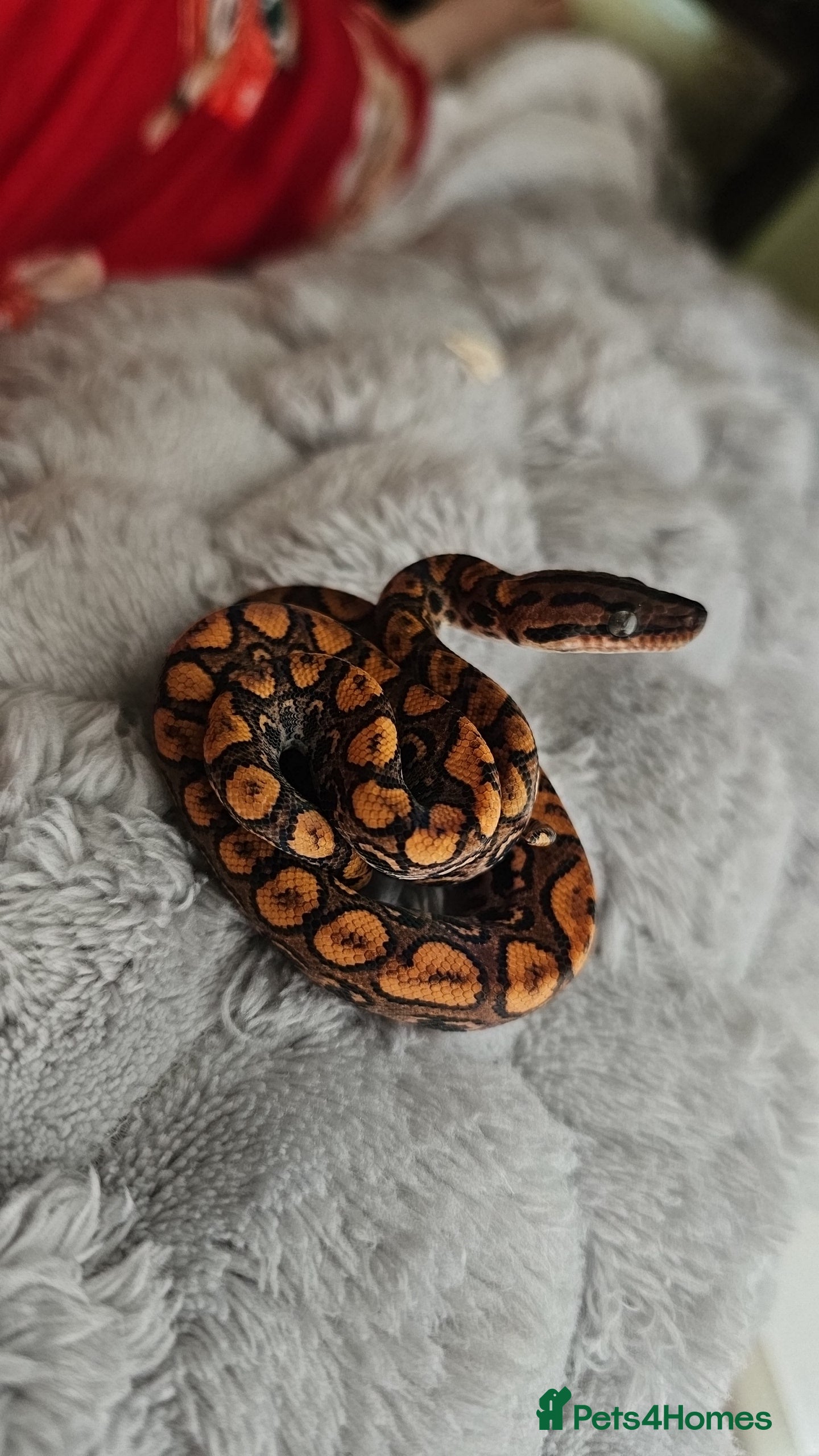 Mixed Breed reptiles Various animals for sale NOT £10 - Advert 1