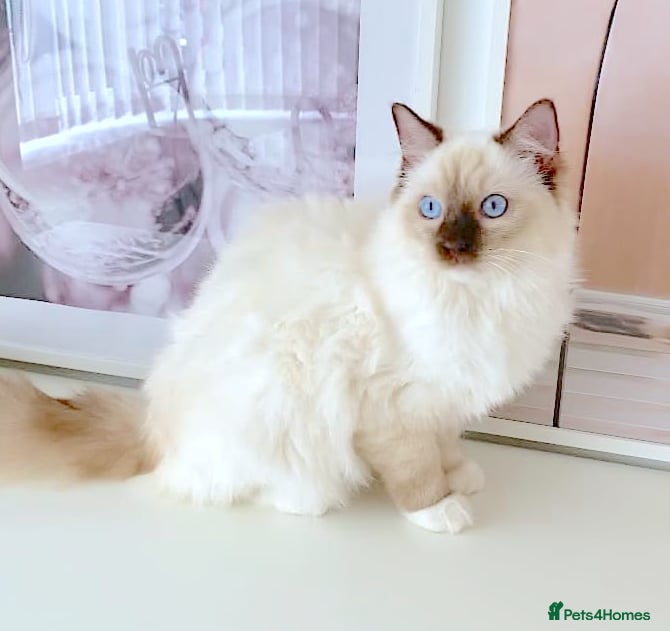 Ragdoll cats GCCF ACTIVE (FOR BREEDING) SEAL POINT MITTED GIRL - Advert 1