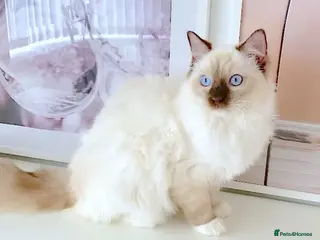 Ragdoll cats GCCF ACTIVE (FOR BREEDING) SEAL POINT MITTED GIRL - Advert 1