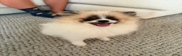 Pomeranian dogs for sale: Teddy Pom girl  - Advert 4