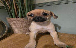 Mixed Breed dogs for sale: Ready now Gorgeous pugapoo  - Image 2