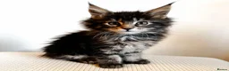 Maine Coon cats for stud: Maine Coon Proven Stud, GCCF & TICA in Hereford - Advert 6