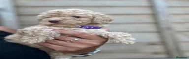Jackapoo 5