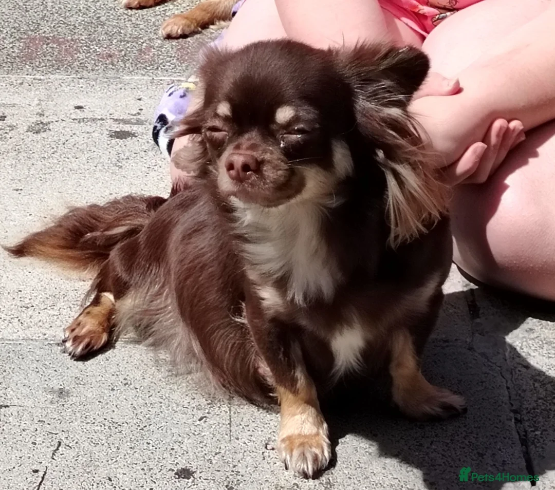 Chihuahua dogs for sale: 2 long coat chihuahua puppies  - Advert 11