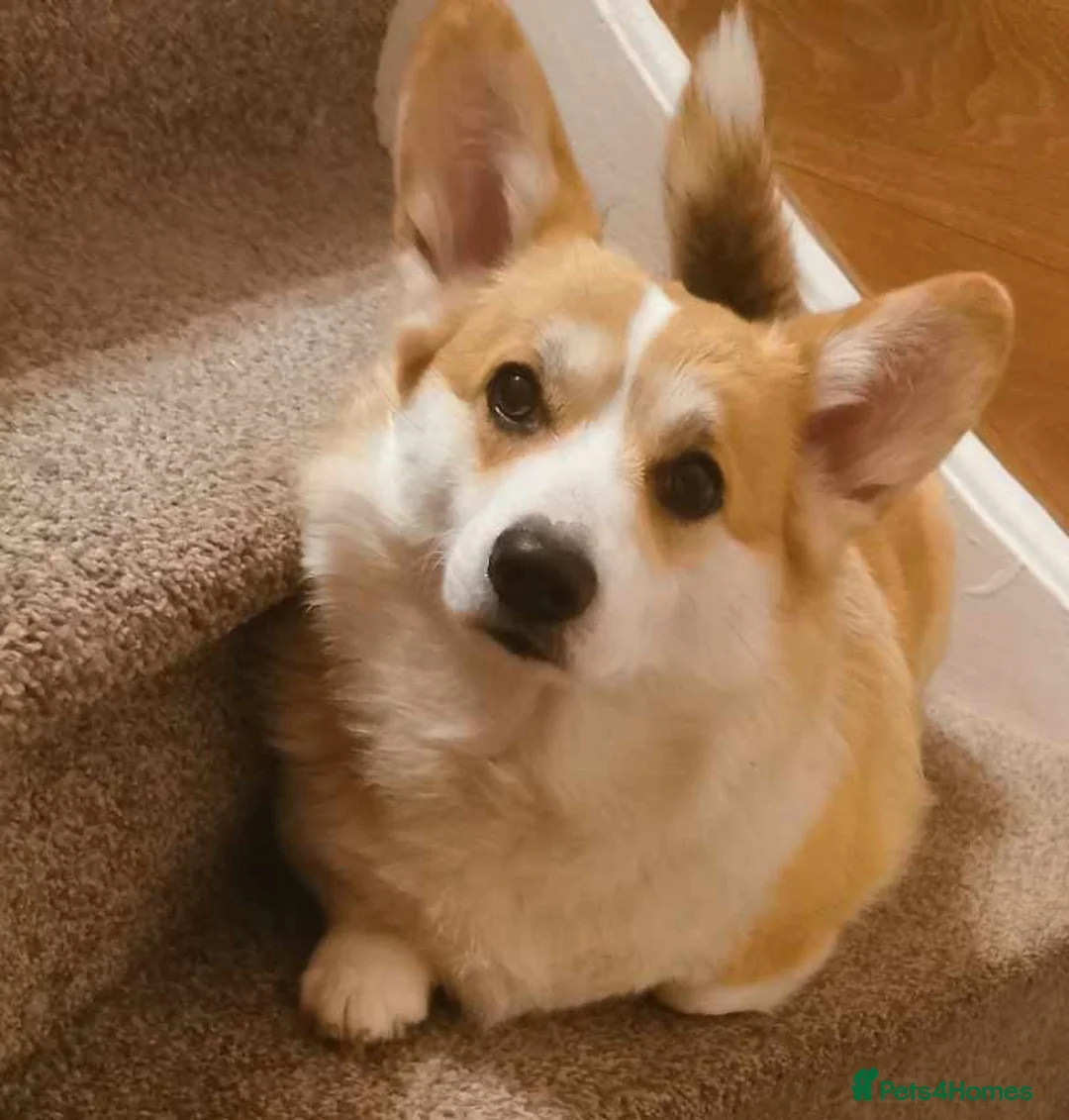 Welsh Corgi Pembroke dogs for sale: Stunning Corgi boys - Advert 2