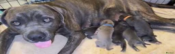Cane Corso dogs for sale: Stunning cane corso 🐶 - Advert 31