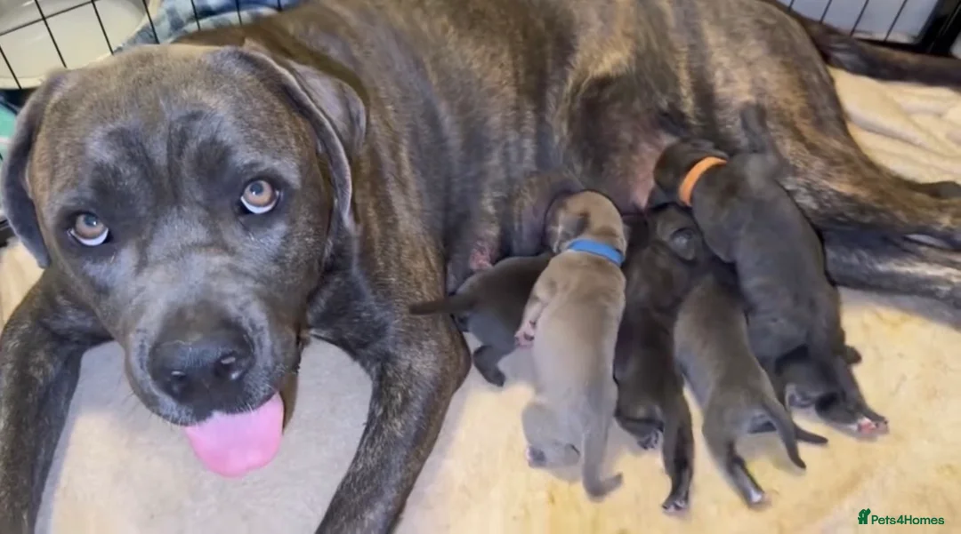 Cane Corso dogs for sale: Stunning cane corso 🐶 - Advert 31
