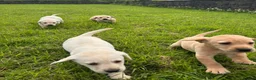 Labrador Retriever dogs for sale: Labrador puppys - Advert 2