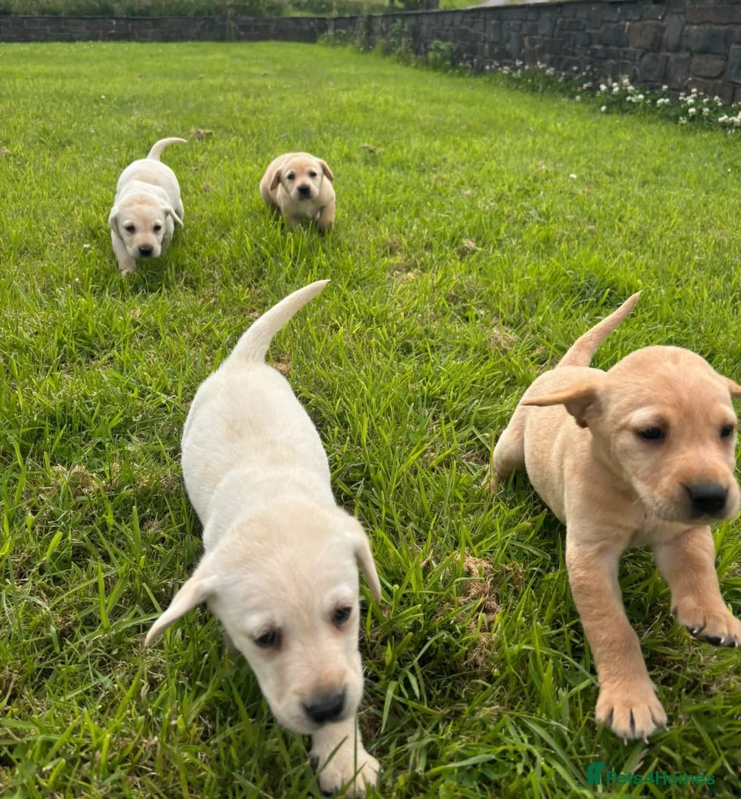 Labrador Retriever dogs for sale: Labrador puppys - Advert 2