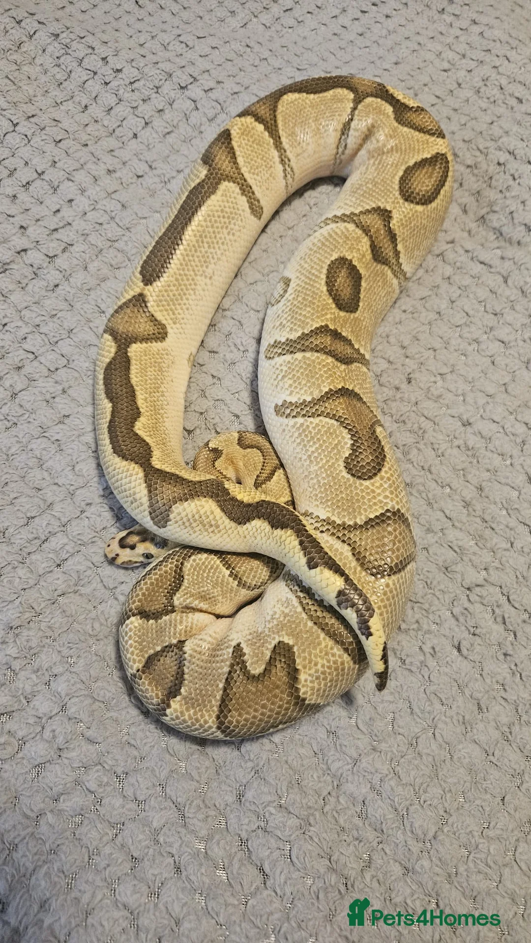 Python Snake reptiles for sale: Royal Python Fire Enchi Clown Male 2022 - Advert 5