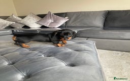 Dachshund dogs for sale: Miniature Sausage Dog Pups READY TO GO Dachshund  - Image 5