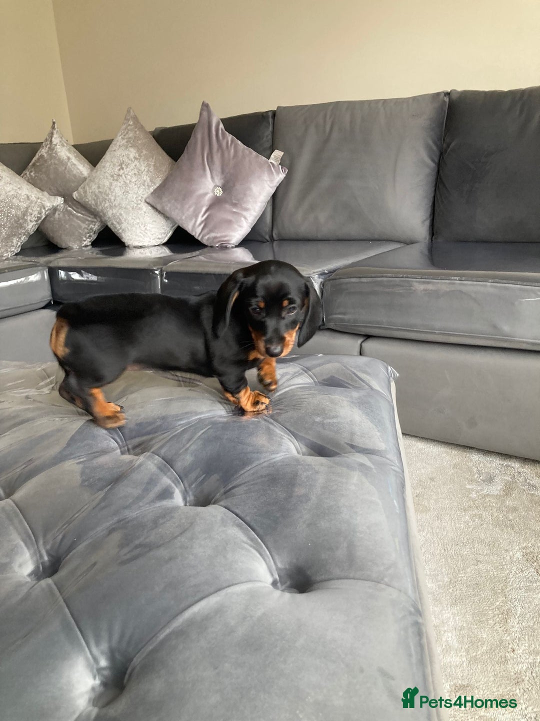 Dachshund dogs for sale: Miniature Sausage Dog Pups READY TO GO Dachshund  - Image 5