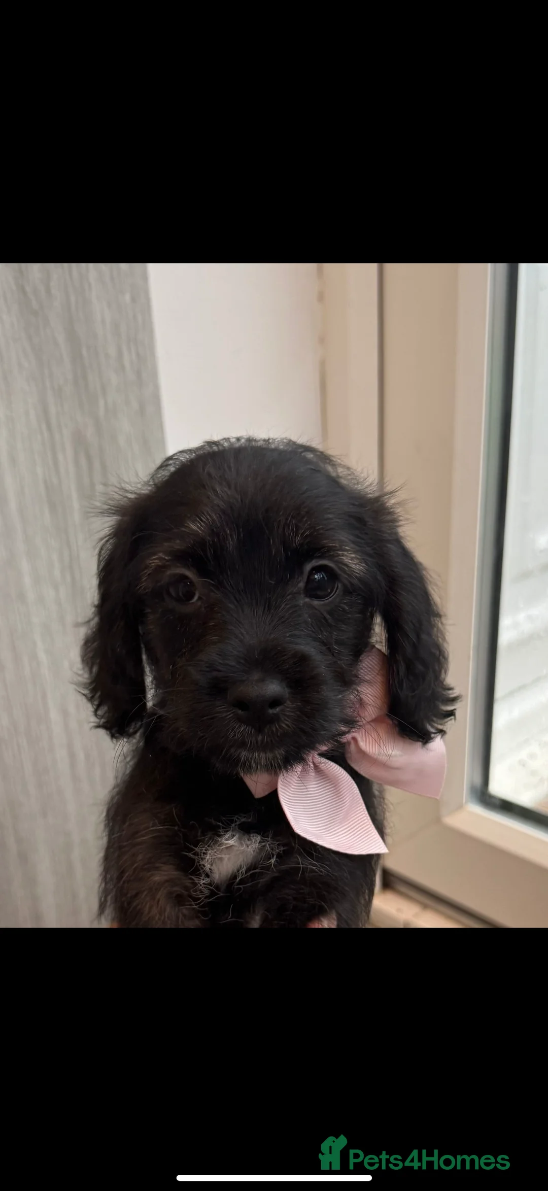Mixed Breed dogs for sale: Beautiful shihpoo puppies - Advert 16