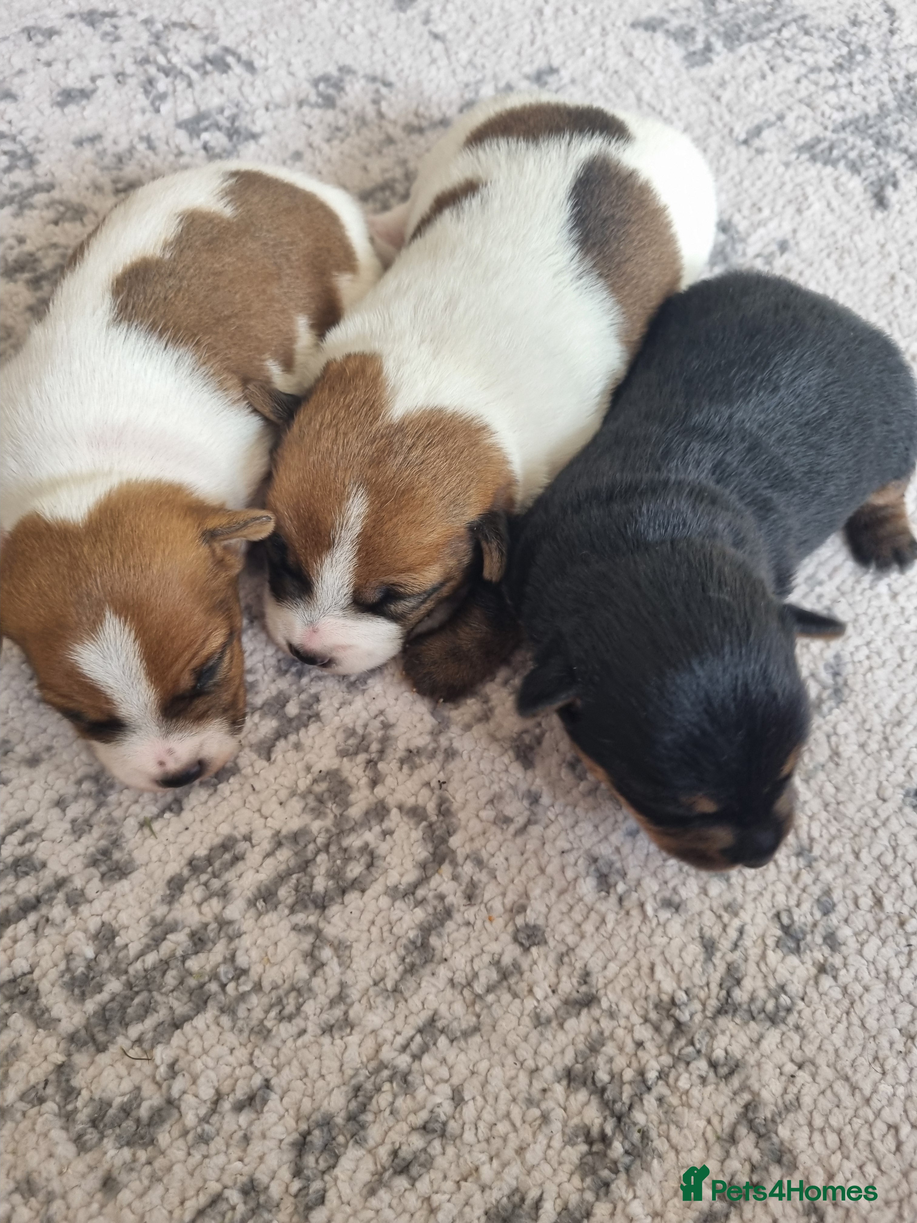 Jack Russell dogs Jack Russell Pups  - Advert 3