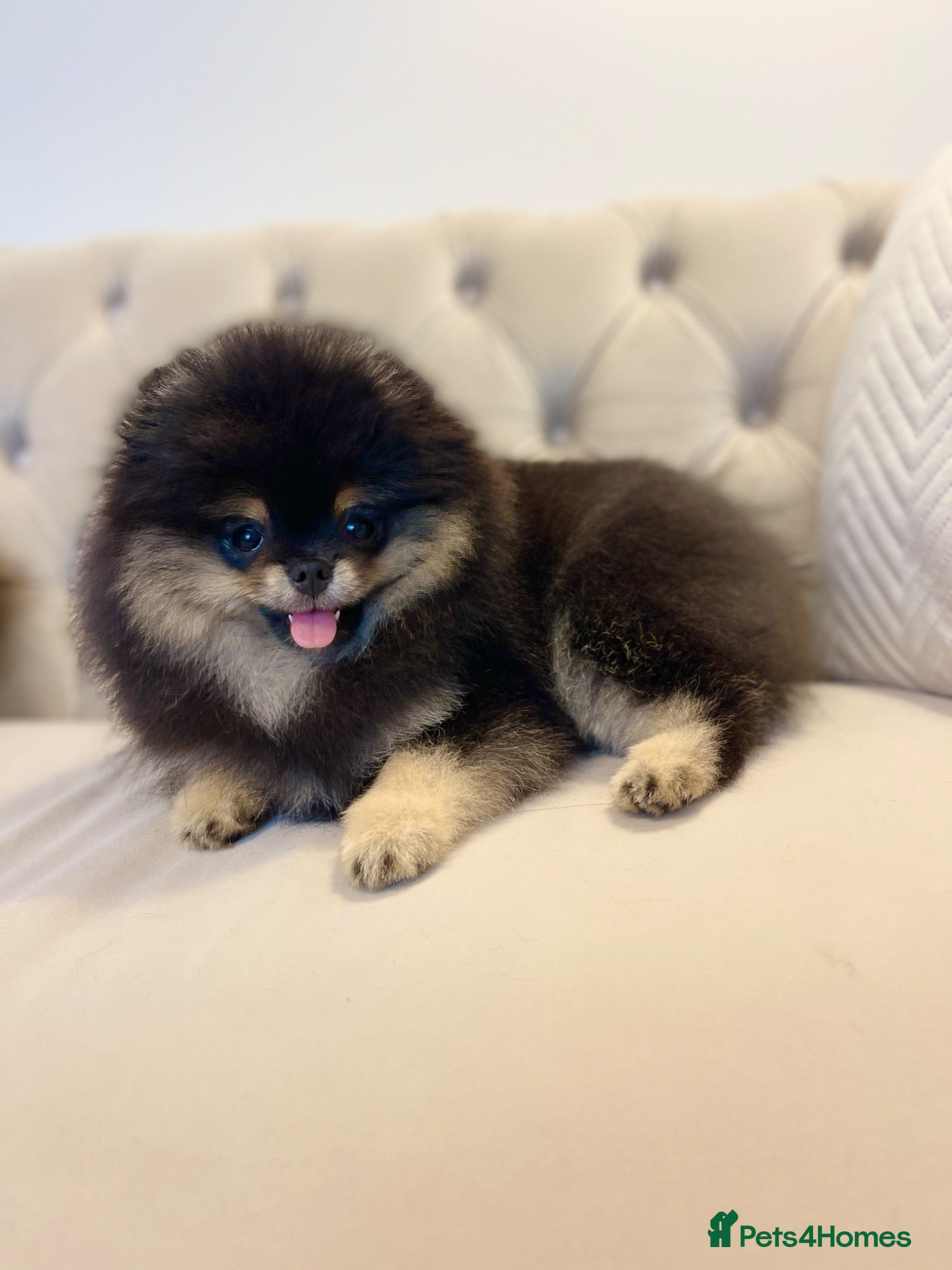Pomeranian dogs 👑 Exclusive Rare Black & Tan Boy 👑 - Advert 18