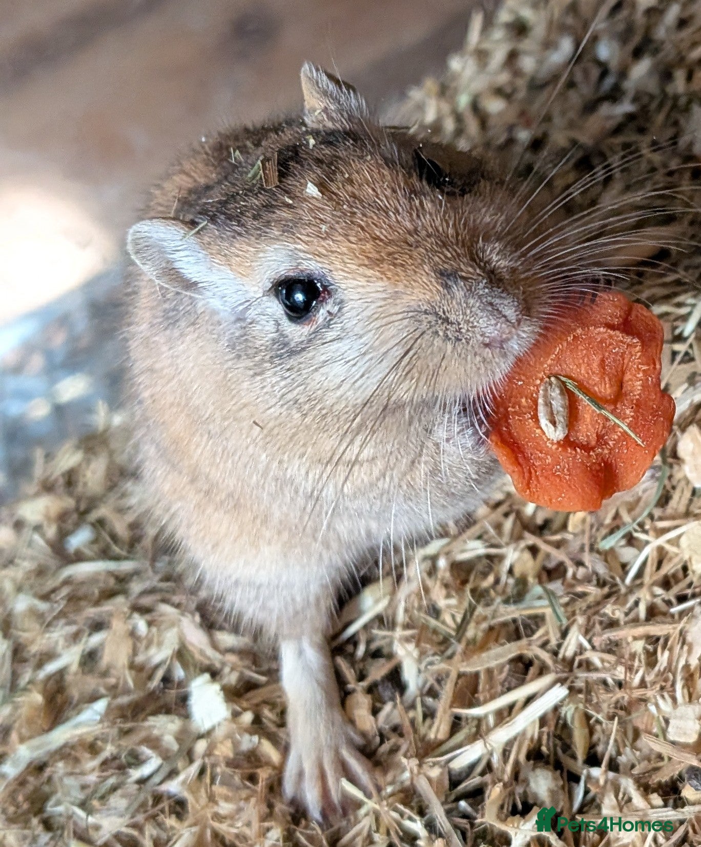 Gerbil rodents Beautiful juvenile gerbils - Advert 1