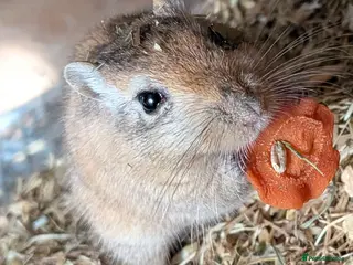 Gerbil rodents Beautiful juvenile gerbils - Advert 1