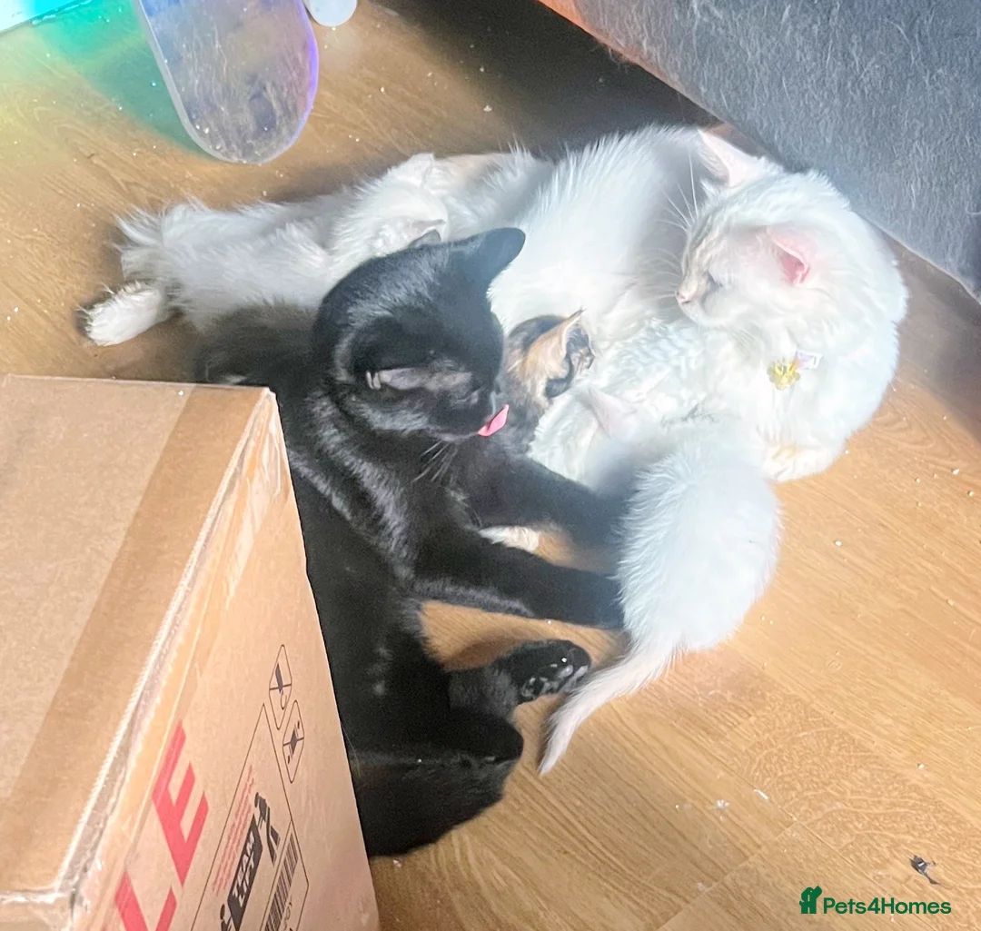 Ragdoll cats for sale: Fluffy ragdollx looking to take pride in your home - Advert 2