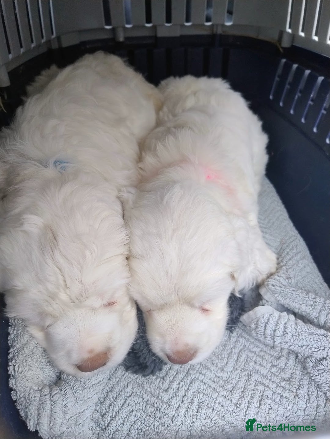 Clumber Spaniel dogs for sale: Pedigree KC Clumber Spaniel Puppies - Advert 22