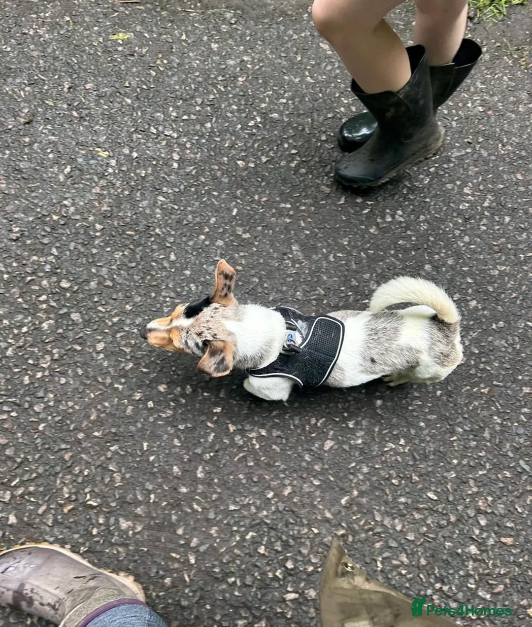 Jack Russell dogs for stud: Silver Merle carrying Blue and Chocolate in Bradford - Advert 4