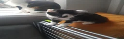 European cats for sale: Four Kittens Looking for Their Forever Homes  - Advert 5