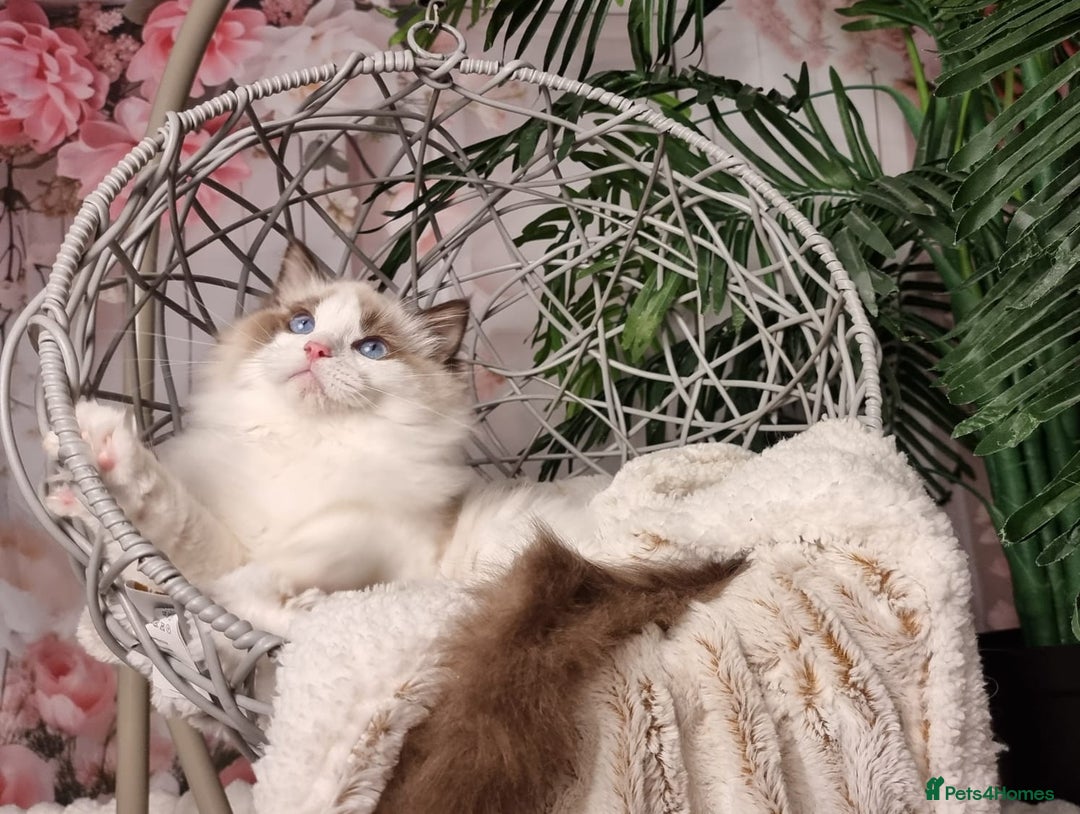 Ragdoll cats for sale: Quality Tica reg Ragdoll kittens  - Image 15