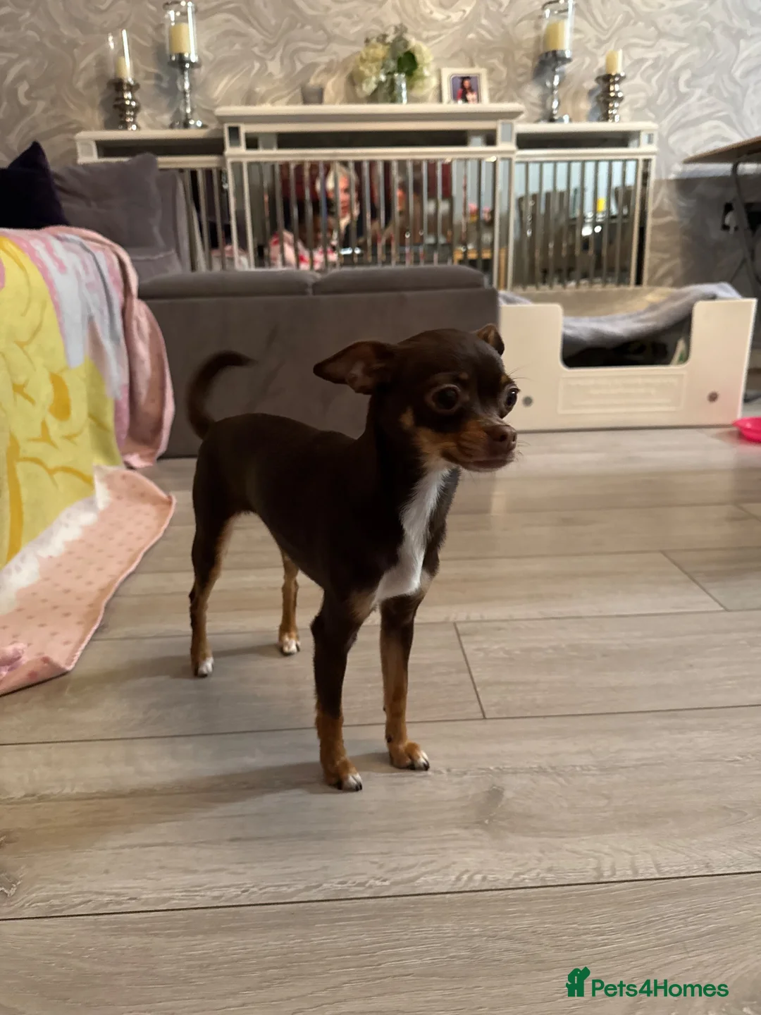 Chihuahua dogs for sale:  Beautiful Chihuahua Puppies  - Advert 1