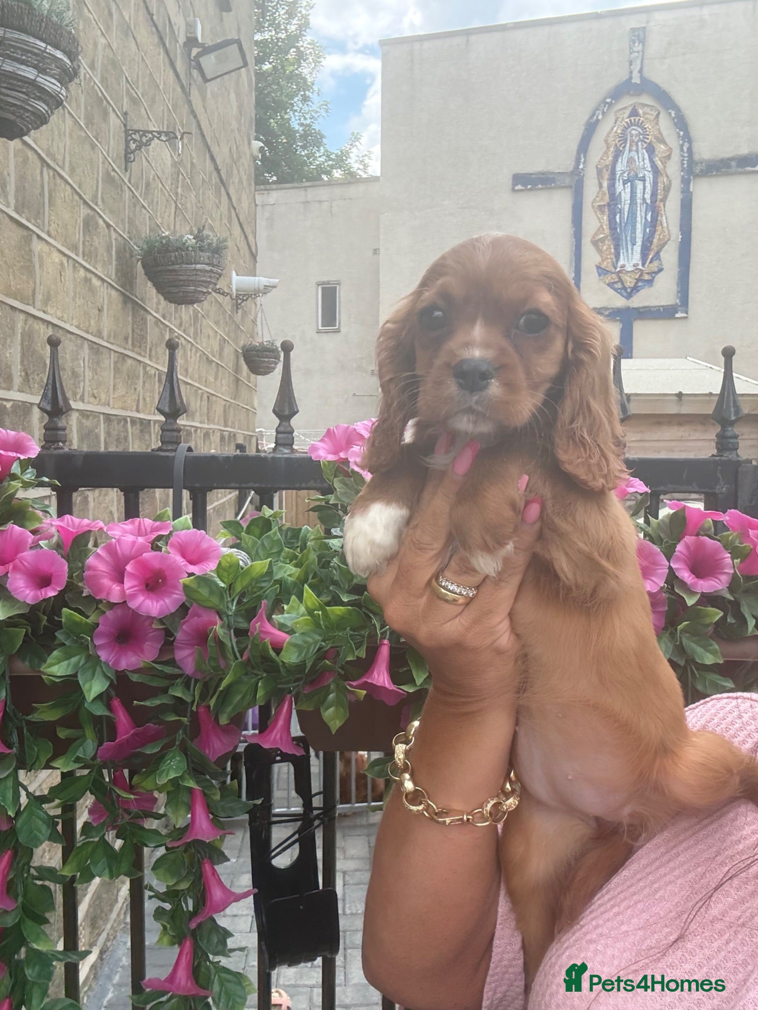 Cavalier King Charles Spaniel dogs Royal kennel club cavalier puppies dna clear - Advert 2