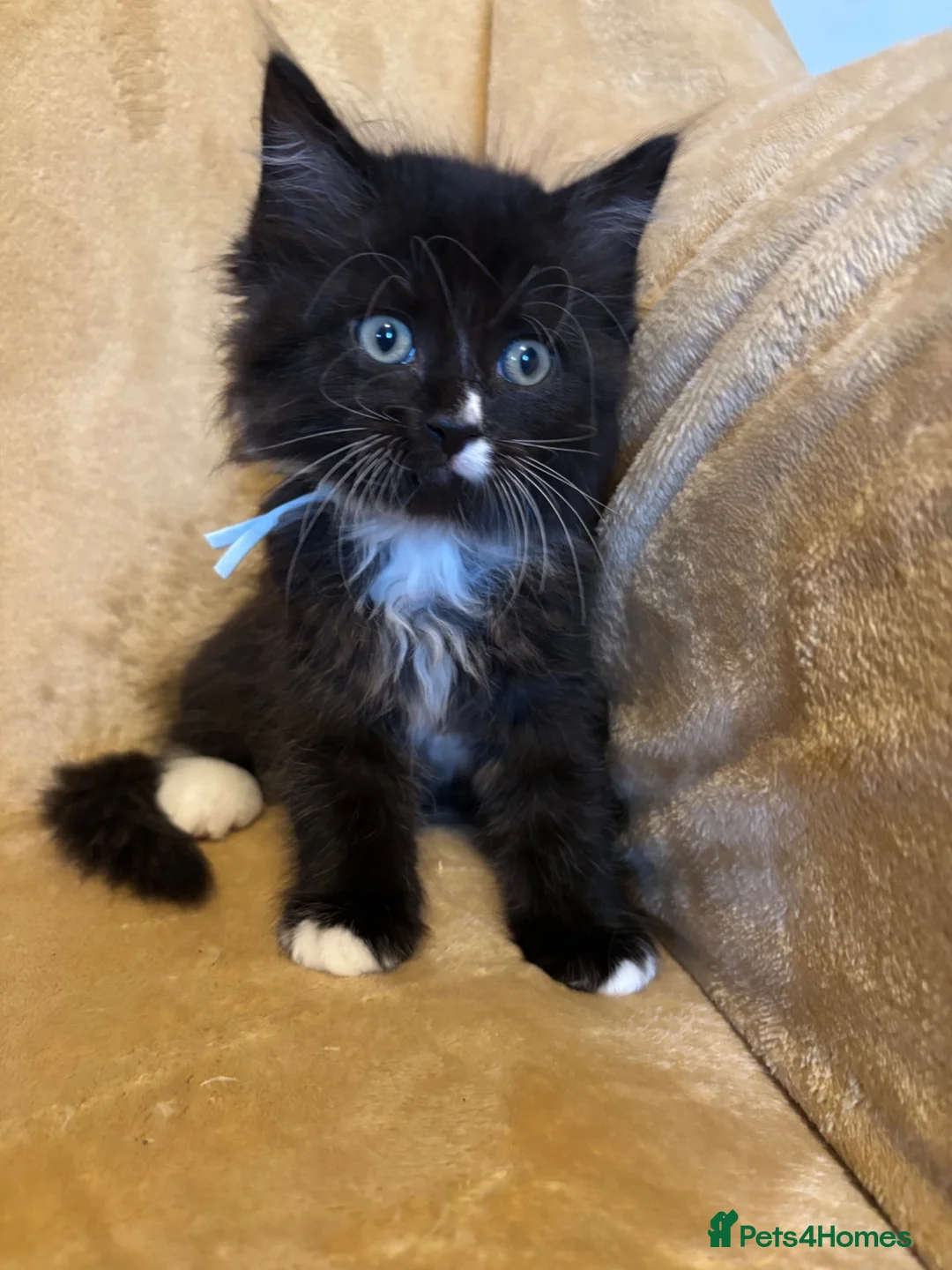 Ragcoon cats for sale: Beautiful Ragcoons - Advert 1