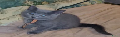 British Shorthair 4