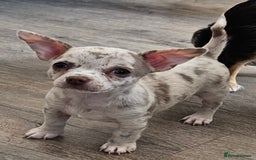 Chihuahua dogs for sale: 2 male Chihuahuas back for sale reduced to 995  in Huntingdon - Image 8