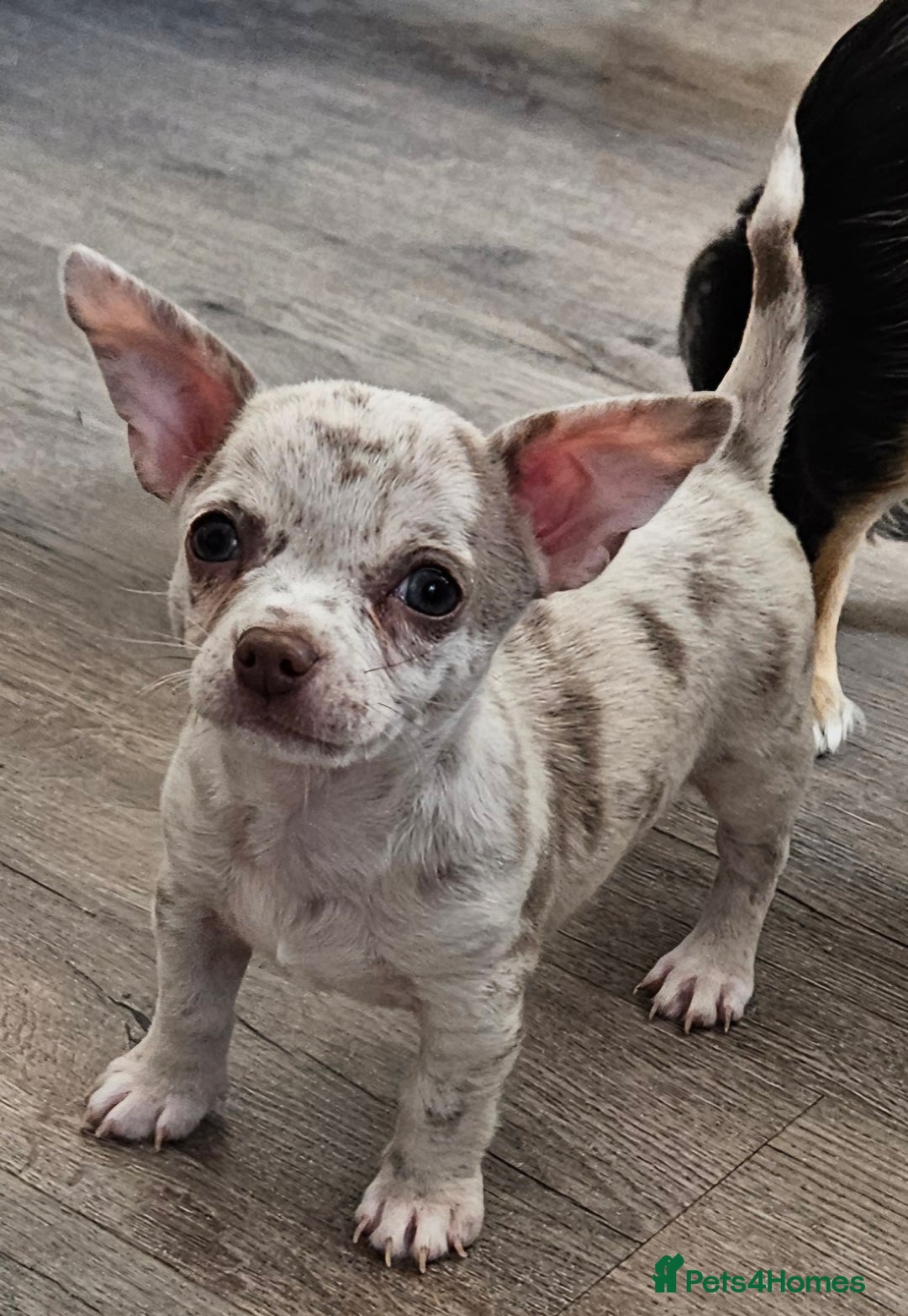 Chihuahua dogs for sale: 2 male Chihuahuas back for sale reduced to 995  in Huntingdon - Image 8